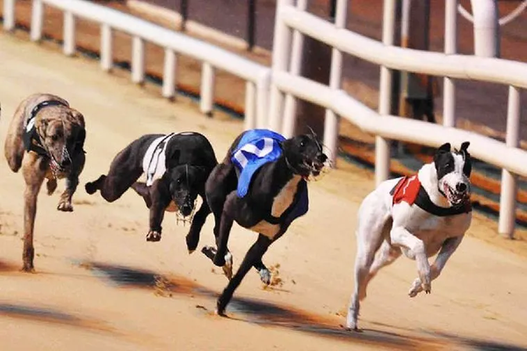 Bí Kíp Chơi Game Nhanh Đua Chó Tại Good88 Thắng Lớn Thần Tốc