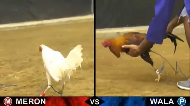 Bí Kíp Thống Trị Đá Gà Sabong Tại Good88 Để Bất Bại Mọi Kèo Cược